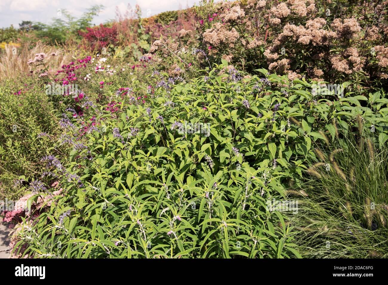 La salvia PHYLLIS FANCY Foto Stock