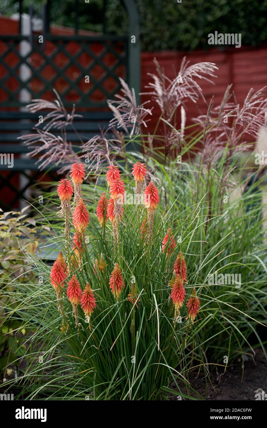 Kniphofia papaya Possicola in un giardino Foto Stock