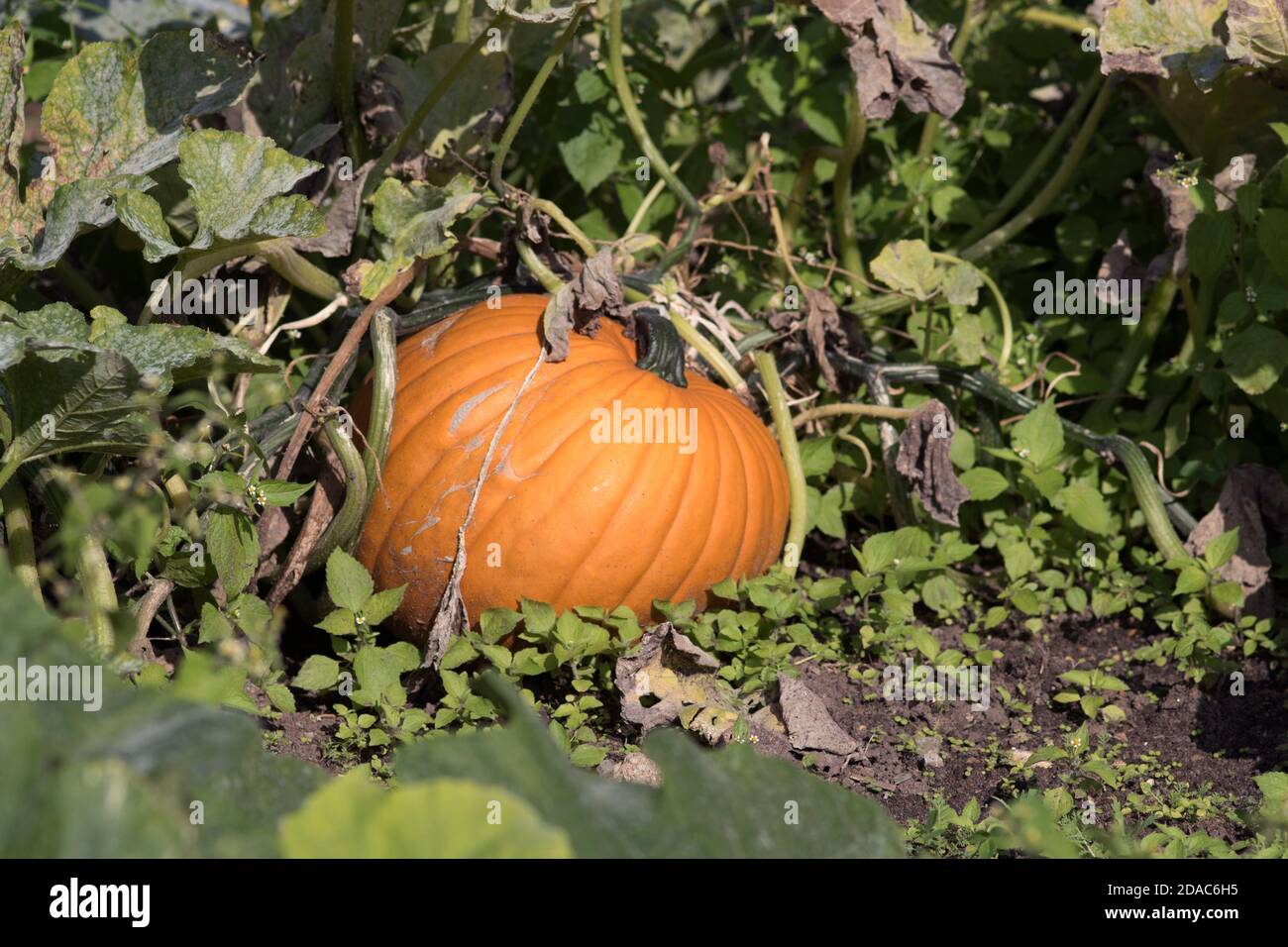 ZUCCA CUCURBITA MAXIMA Foto Stock