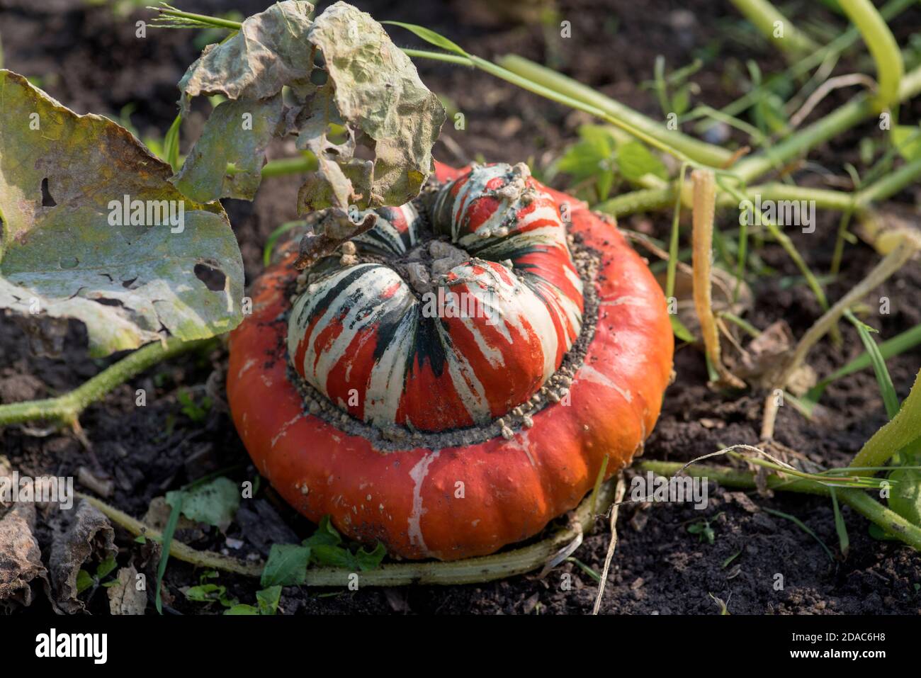 CUCURBITA MAXIMA TURKS TURBAN Foto Stock