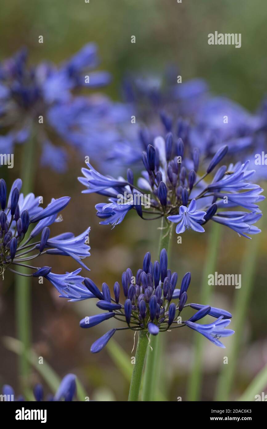 AGAPANTHUS BLU NAVY Foto Stock