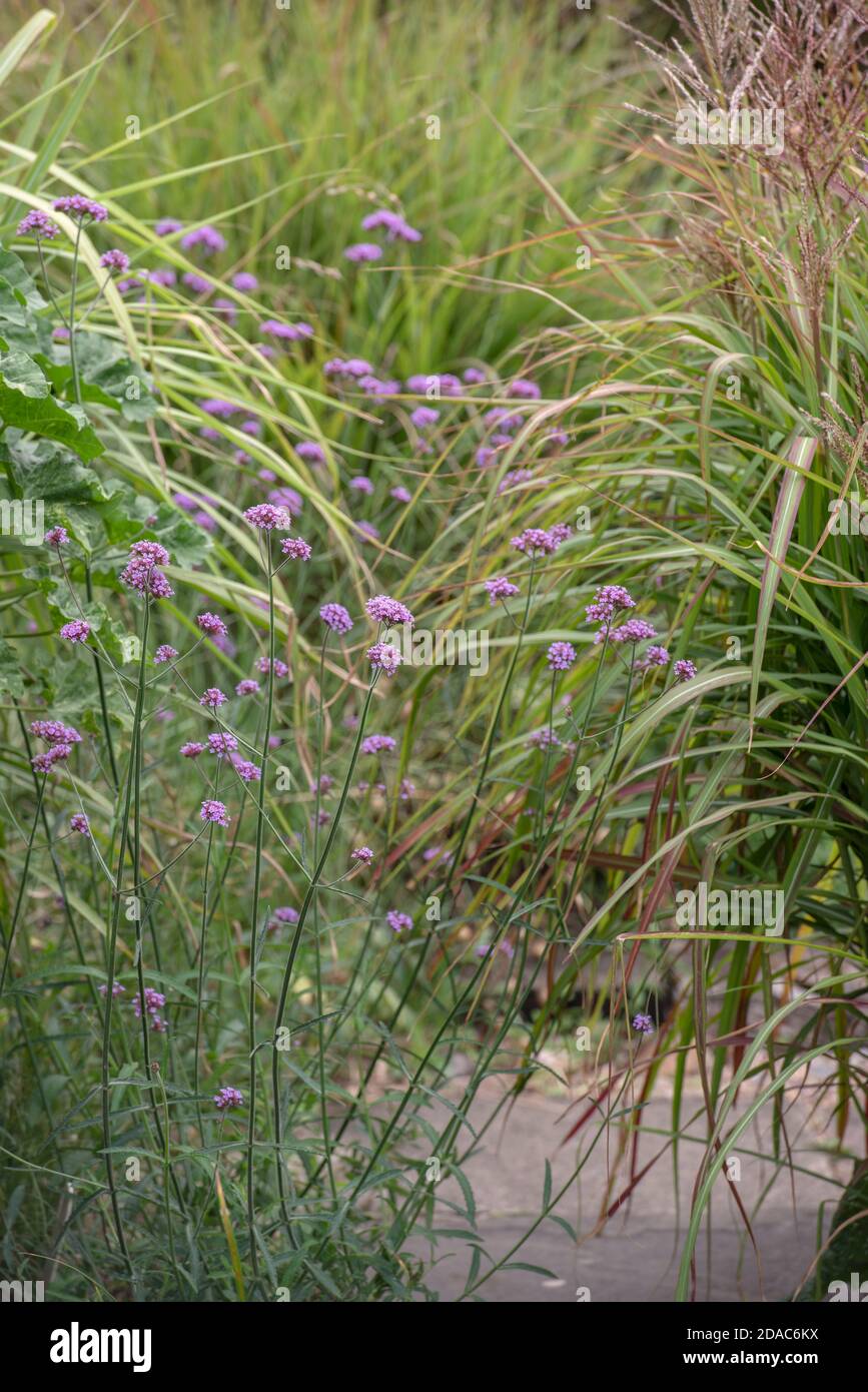 VERBENA BONARIENSIS E MISCANTHUS Foto Stock