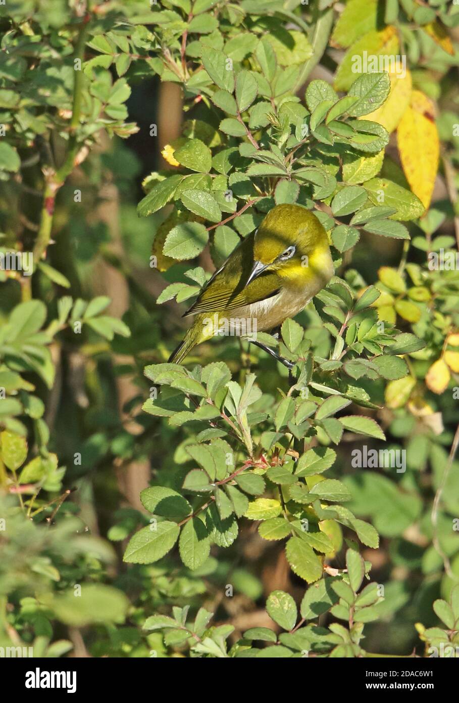 Giapponese occhio bianco (Zosterops japonicus japonicus) adulto arroccato nell'albero Kogawa Dam, Kyushu, Giappone Marzo Foto Stock