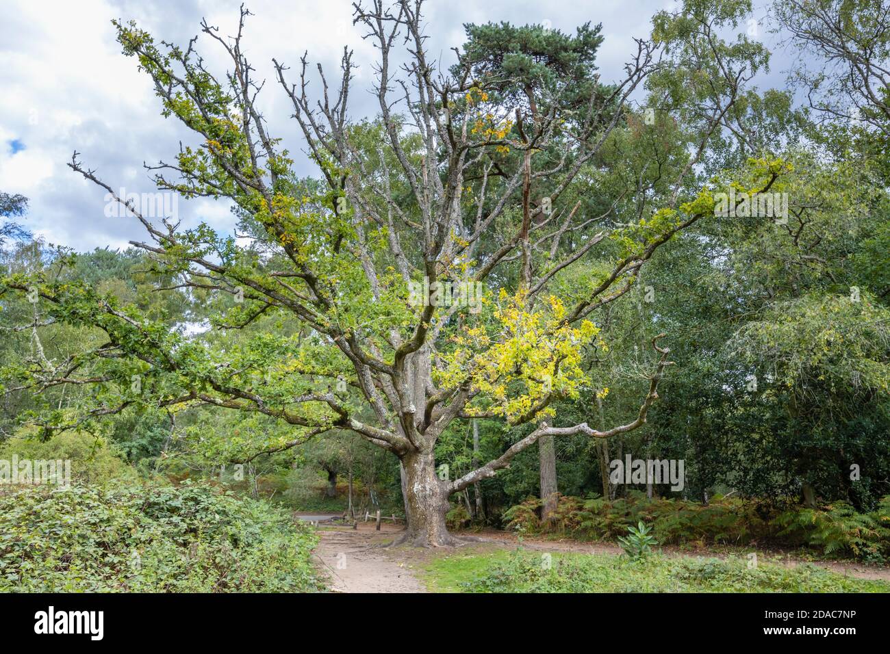 Un albero di quercia (Quercus robur) Con Frensham Little Pond vicino a Farnham in Surrey con le indicazioni di morire di nuovo da morte improvvisa quercia Foto Stock