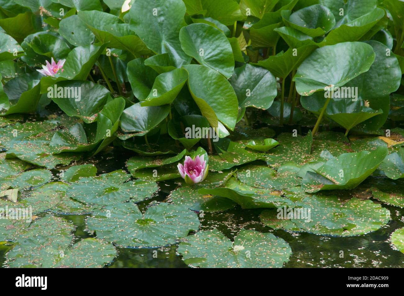 Water Lilies (Nymphea) su un laghetto nel parco della città Foto Stock