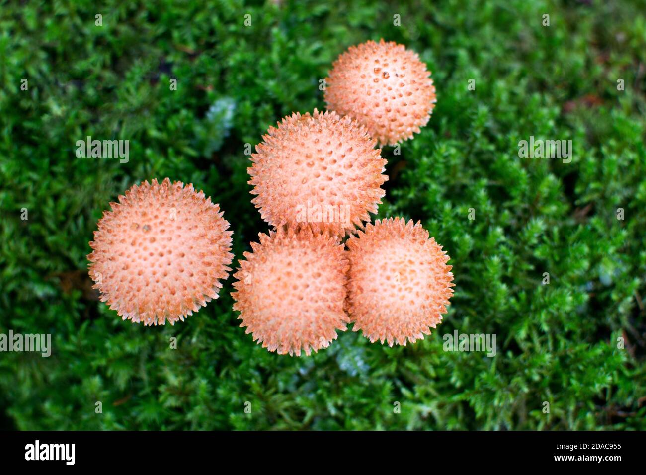 Vista dall'alto dello scalycap Shaggy in crescita (Squarrosa di Pholiota) funghi nella foresta di mossi Foto Stock