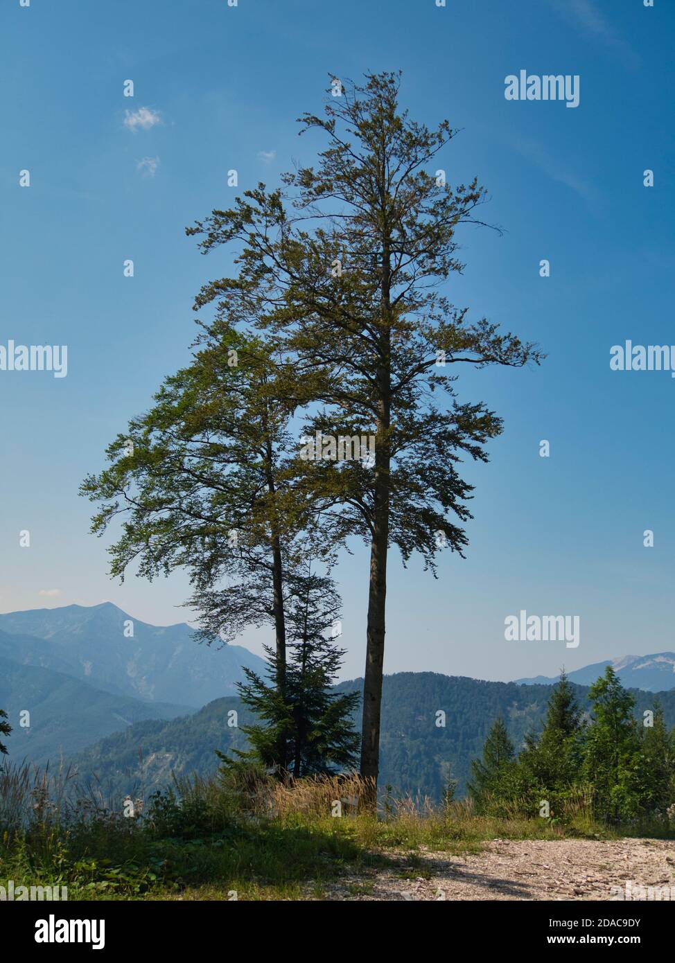 Al Bromberg Alm vicino Ebensee Foto Stock