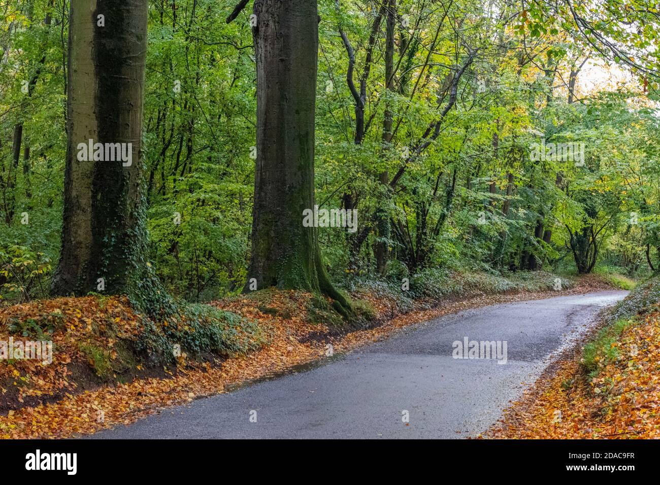 Un vicolo di campagna di asfalto attraverso alcuni bei boschi autunnali a Everton Stubbs vicino a daventry Northamptonshire. Foto Stock