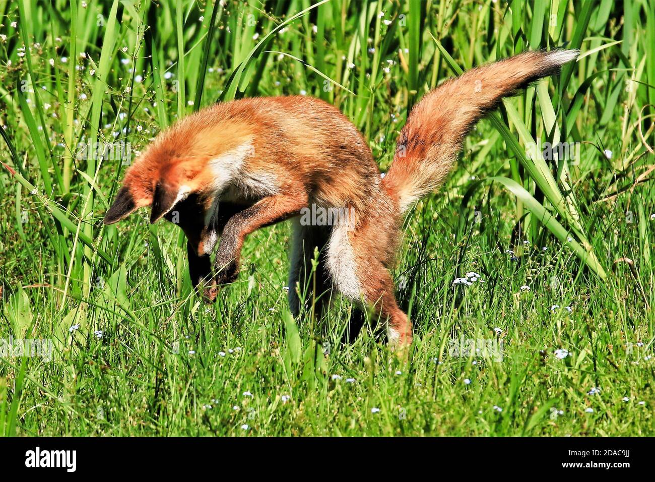 Giovane volpe che rimbalza su ignari preda contro sfondo erboso Foto Stock