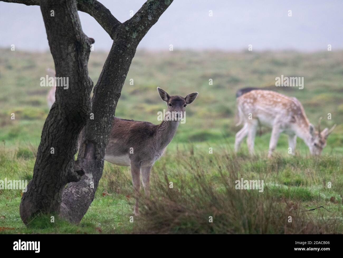Daino Foto Stock