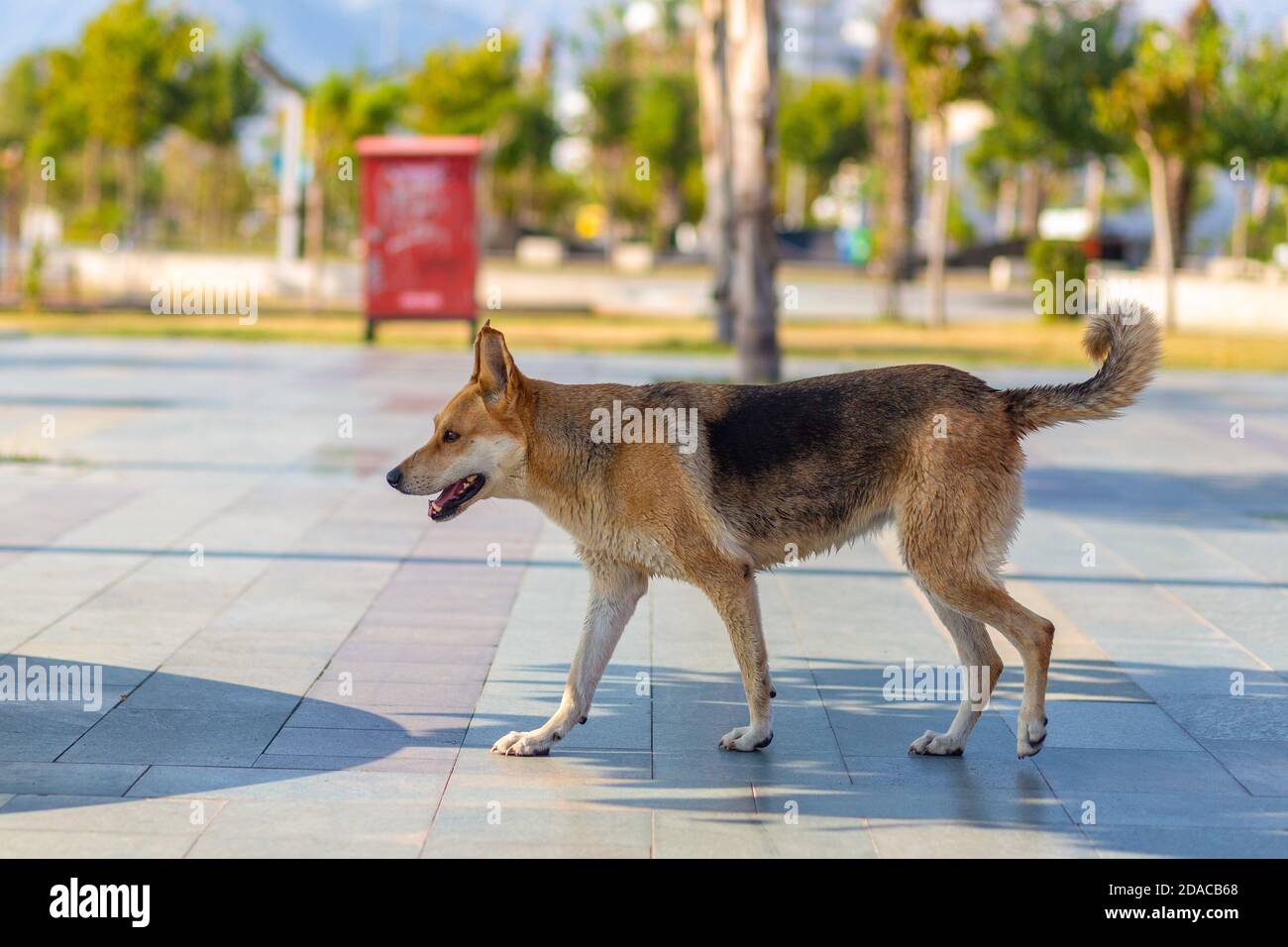 Un cane solitario randagio ad Antalya Foto Stock