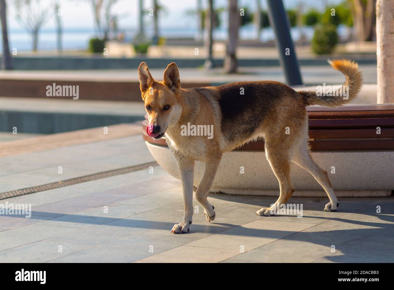 Un cane solitario randagio ad Antalya Foto Stock
