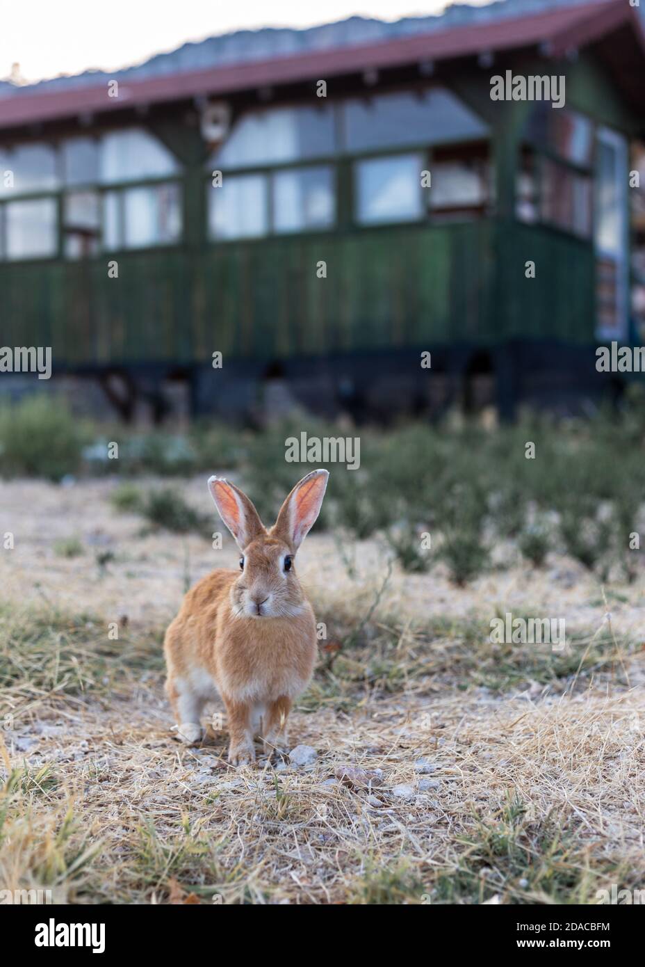 Coniglio di zenzero vicino alla vecchia casa in montagna Foto Stock