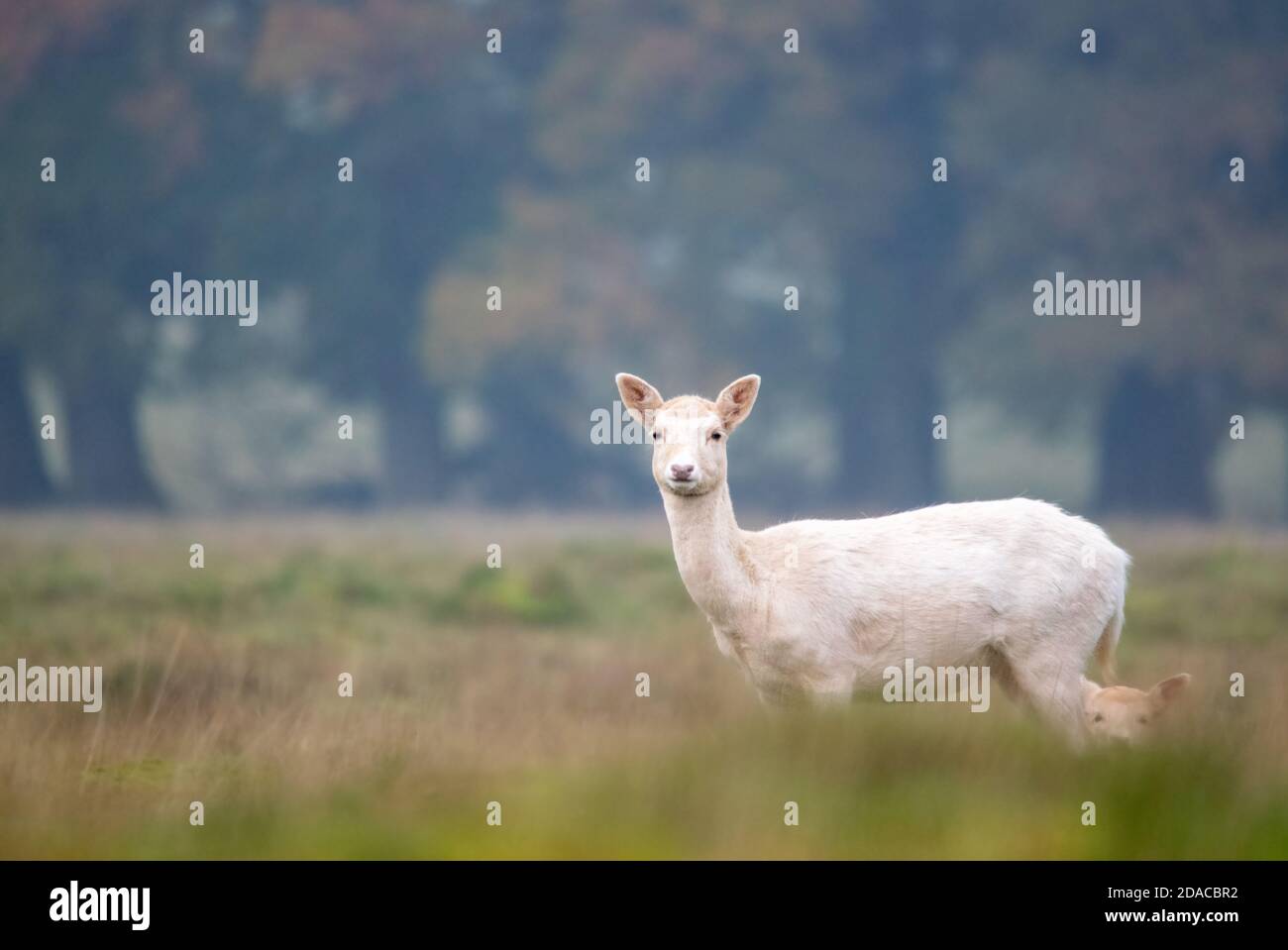 Daino Foto Stock