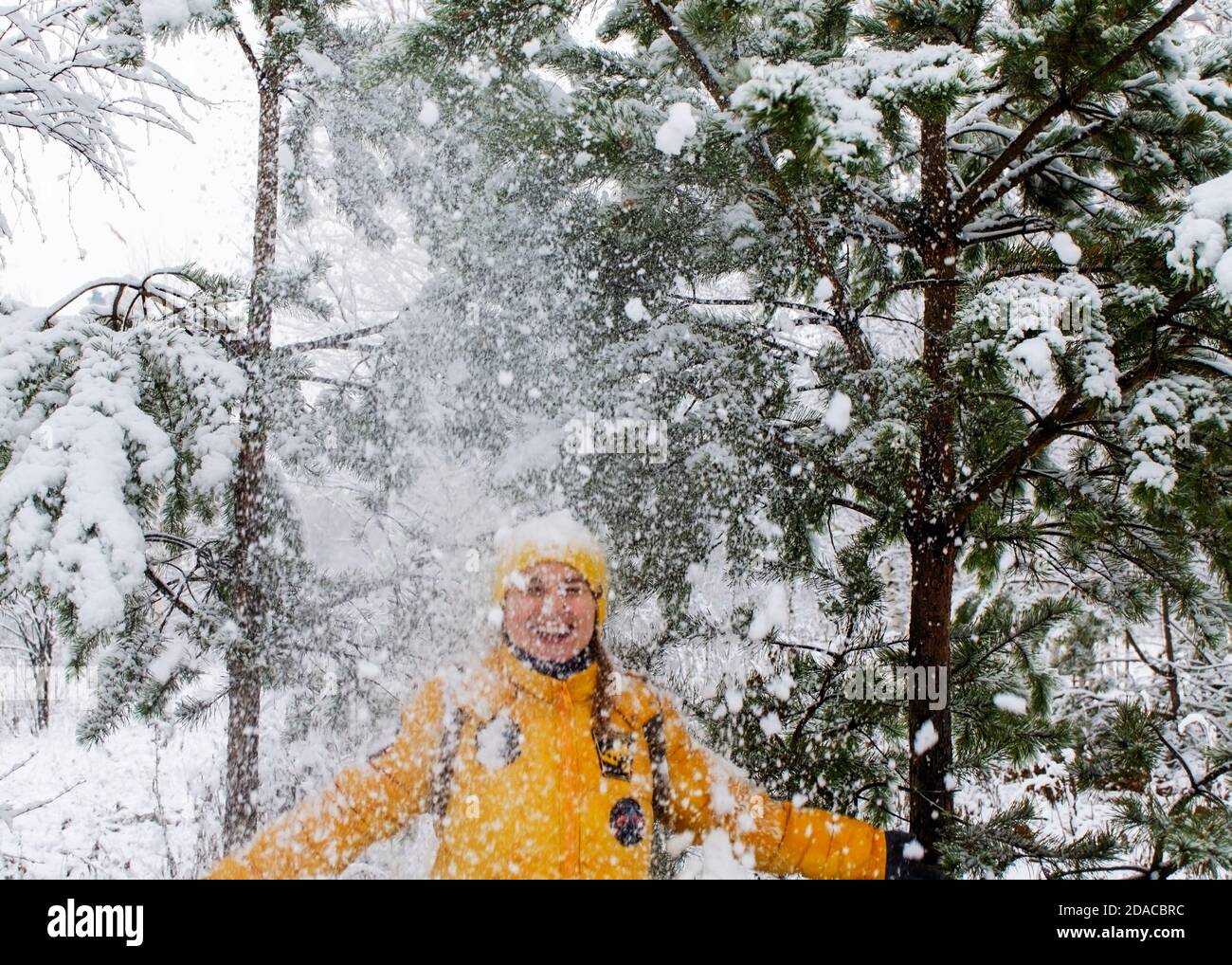 Giovane donna caucasica sorridente felice in giacca gialla sotto la neve caduta da rami di pino nella foresta invernale. Emozioni positive, camminando in un'erba innevata Foto Stock