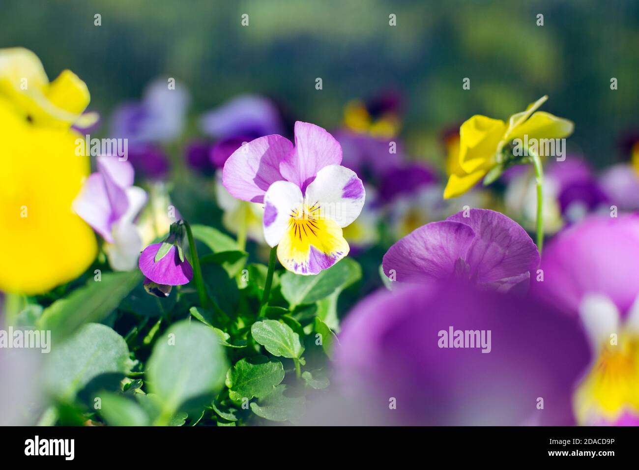 Bellissimi fiori di pansy che crescono nel giardino in primavera soleggiata giorno Foto Stock
