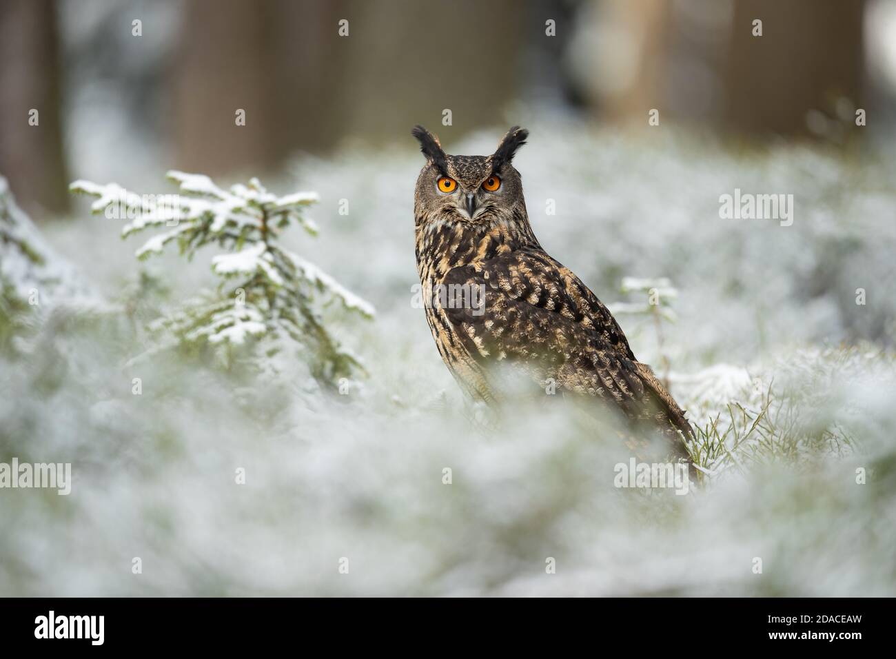 Gufo europeo di aquila preso in repubblica ceca Foto Stock