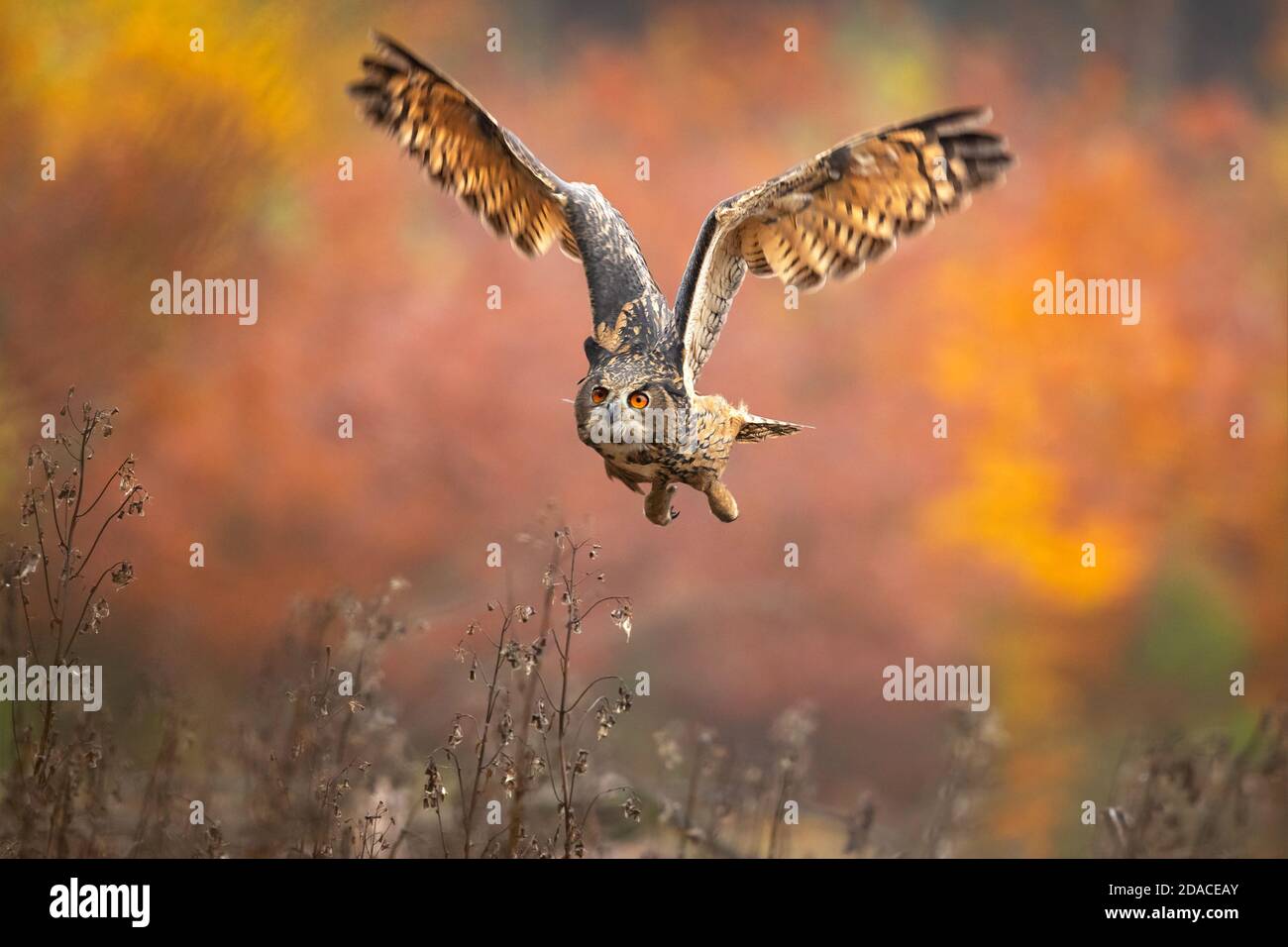 Gufo europeo di aquila preso in repubblica ceca Foto Stock