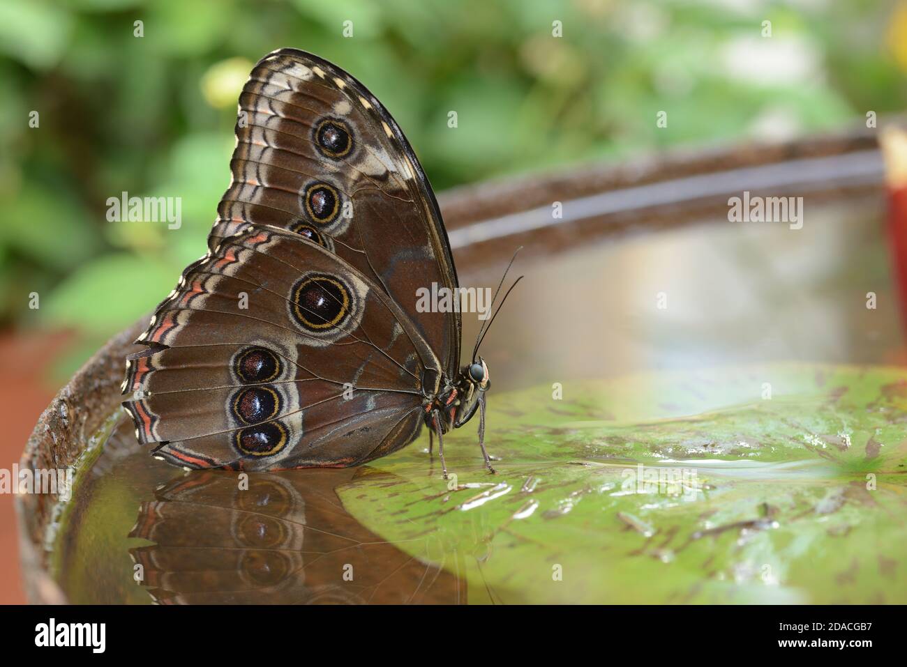 Farfalla tropicale Morpho seduta su foglia di giglio in una ciotola d'acqua. Foto Stock