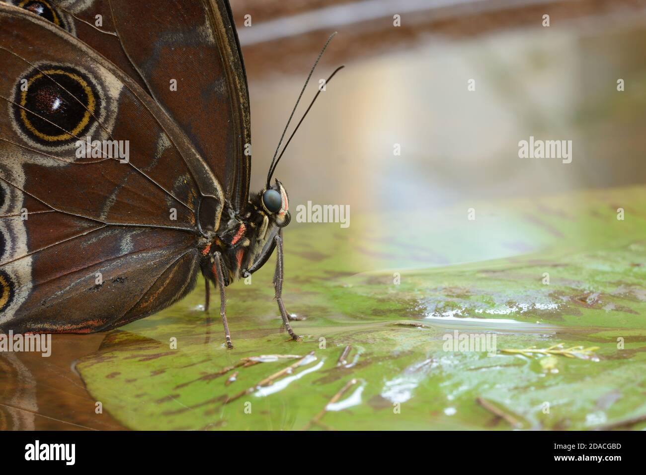 Farfalla tropicale Morpho seduta su foglia di giglio in una ciotola d'acqua. Foto Stock