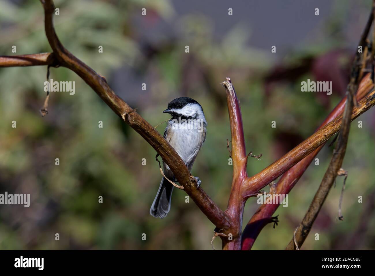 chickadee blacked-capped su un ramo in una giornata di sole autunno. Si tratta di un piccolo uccello songbird nordamericano non migratorio che vive in foreste decidue. Foto Stock