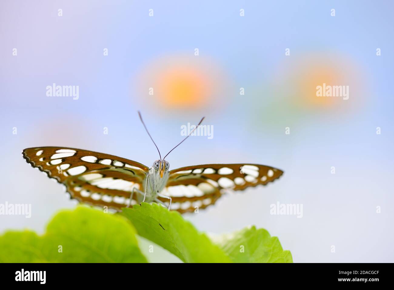 Farfalla tropicale seduta su foglia verde e guardando alla macchina fotografica Foto Stock