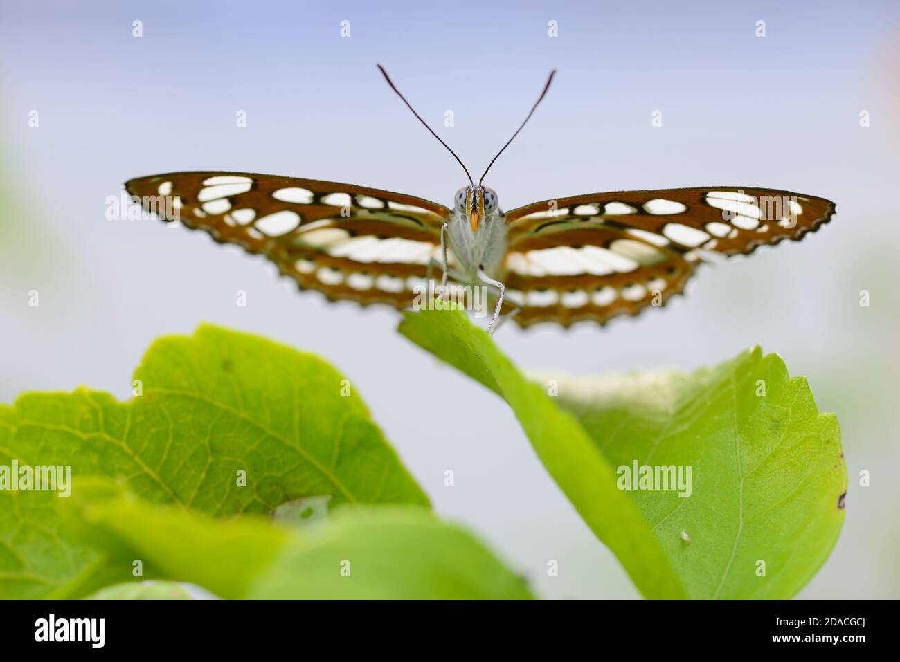 Farfalla tropicale seduta su foglia verde e guardando alla macchina fotografica Foto Stock