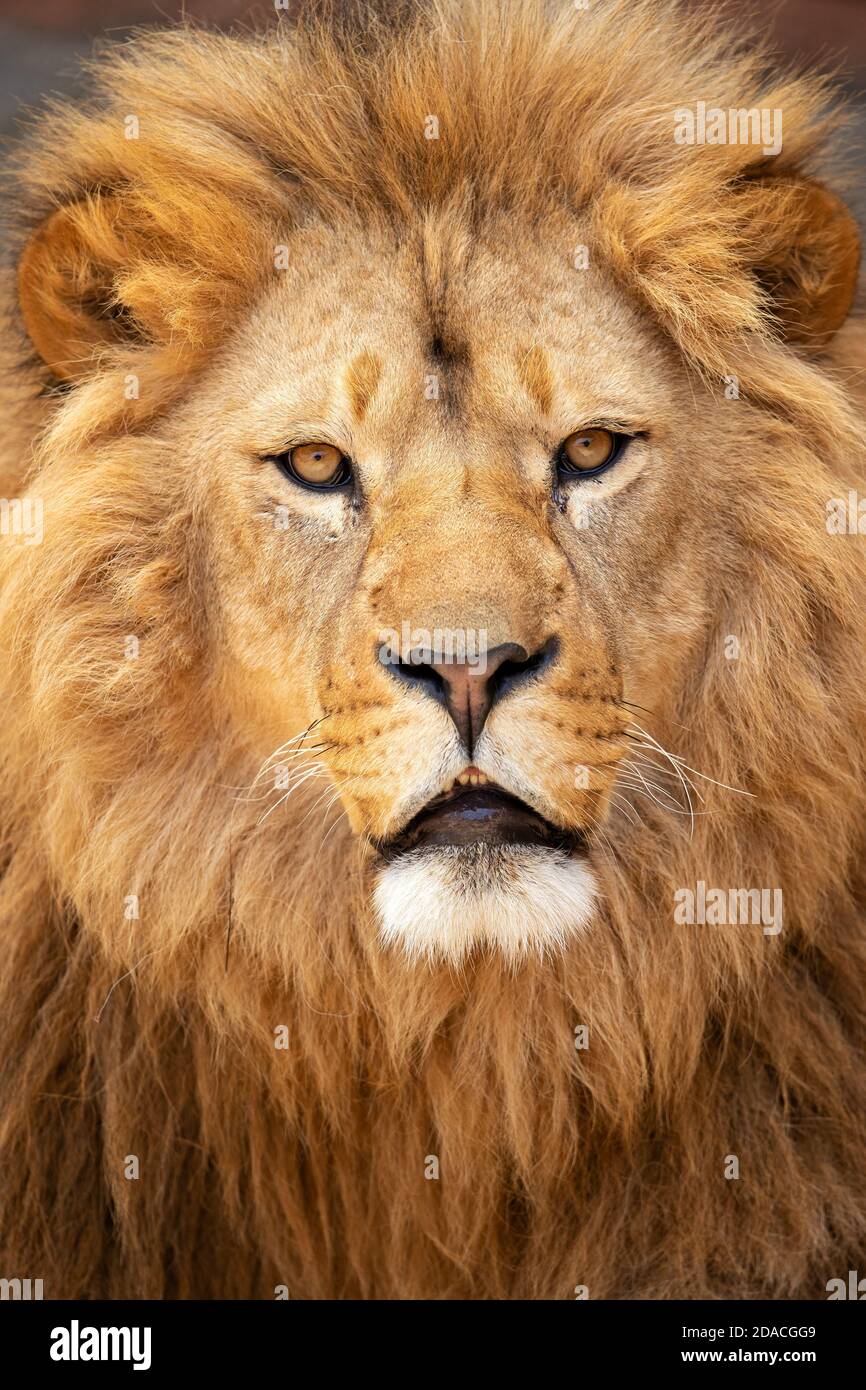 Il leone di Capo era una popolazione di Panthera leo melanochaita nel sud Province natali e Cape africane che sono state estirpate nel metà del xix secolo Foto Stock