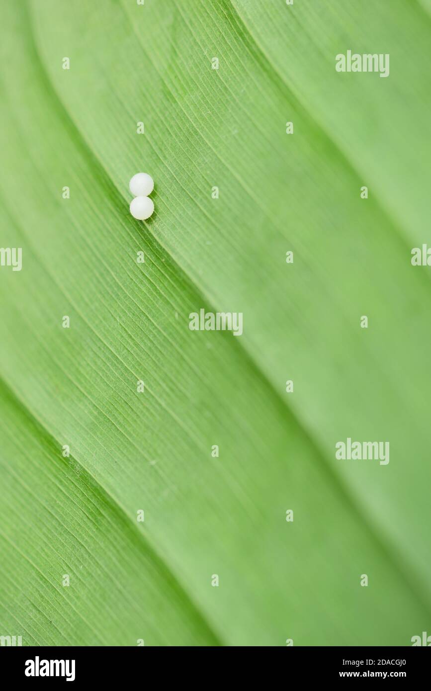 Due uova di farfalla tropicale su foglia verde. Foto Stock