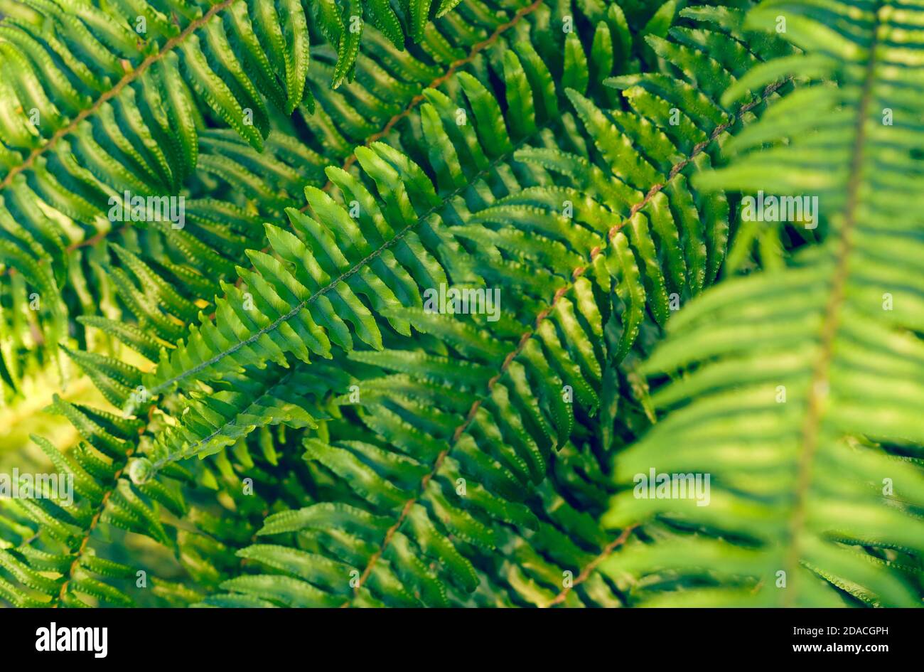 Sfondo tropicale con felci verdi Foto Stock