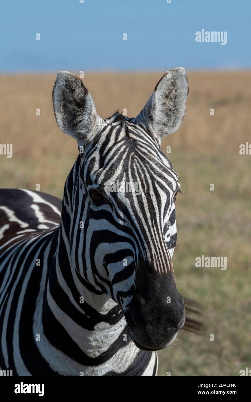 Africa, Kenya, Plateau di Laikipia, Distretto di frontiera settentrionale, Conservatorio di OL Pejeta. Zebra di Wild Burchell (Equus quagga burchellii) Foto Stock