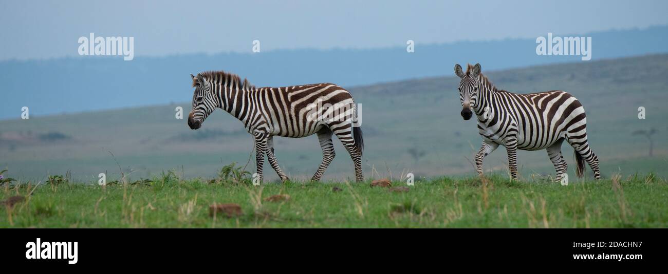 Africa, Kenya, Serengeti Settentrionali, Maasai Mara. Pianura zebra aka comune o zebra di Burchell (SELVATICA: Equus burchellii) Foto Stock