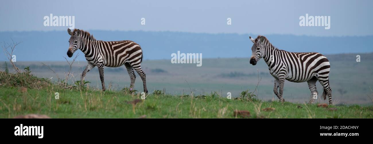 Africa, Kenya, Serengeti Settentrionali, Maasai Mara. Pianura zebra aka comune o zebra di Burchell (SELVATICA: Equus burchellii) Foto Stock