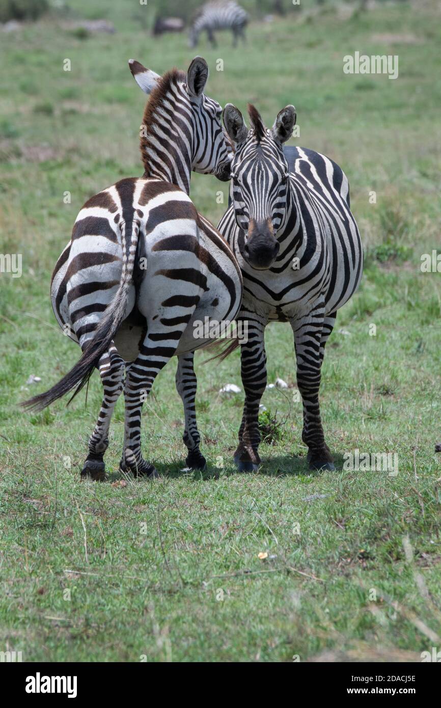 Africa, Kenya, Serengeti Settentrionali, Maasai Mara. Pianure zebra aka comune o zebra di Burchell (SELVATICA: Equus burchellii) Mare incinta. Foto Stock