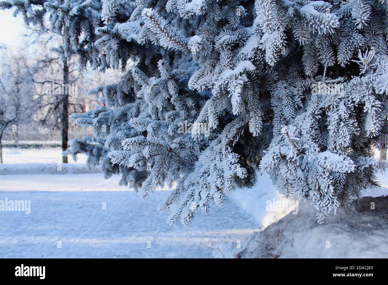 Rami innevati di abete blu in una luce blu soffusa in una giornata di sole invernale. Paesaggio innevato invernale. Natale sfondo festivo. Foto Stock