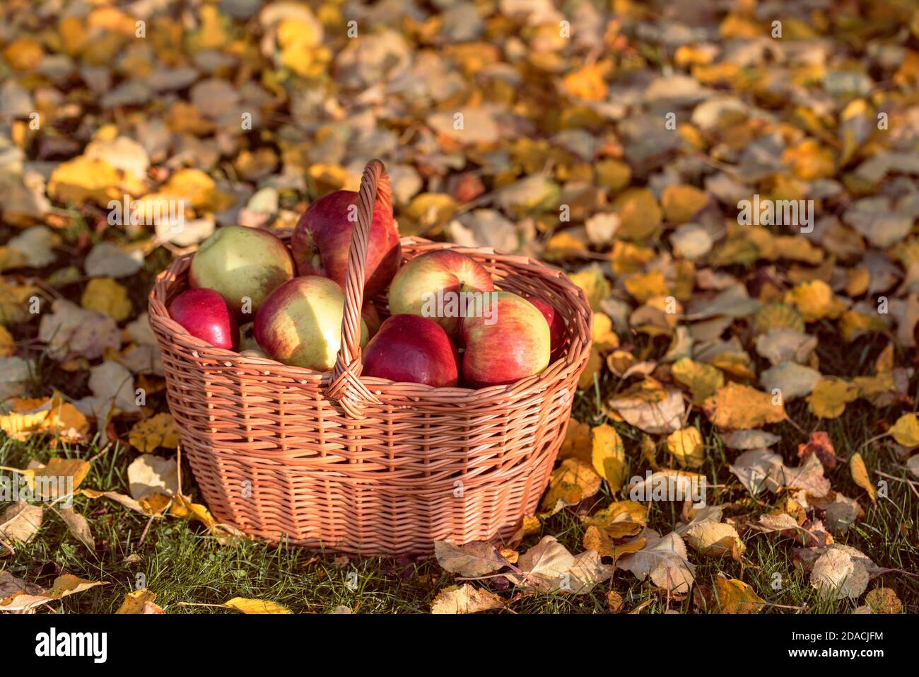 Raccogliere mele mature in un cesto di vimini sull'erba tra foglie di mela cadute nel giardino della frutta. Concetto di raccolta autunnale. Foto Stock