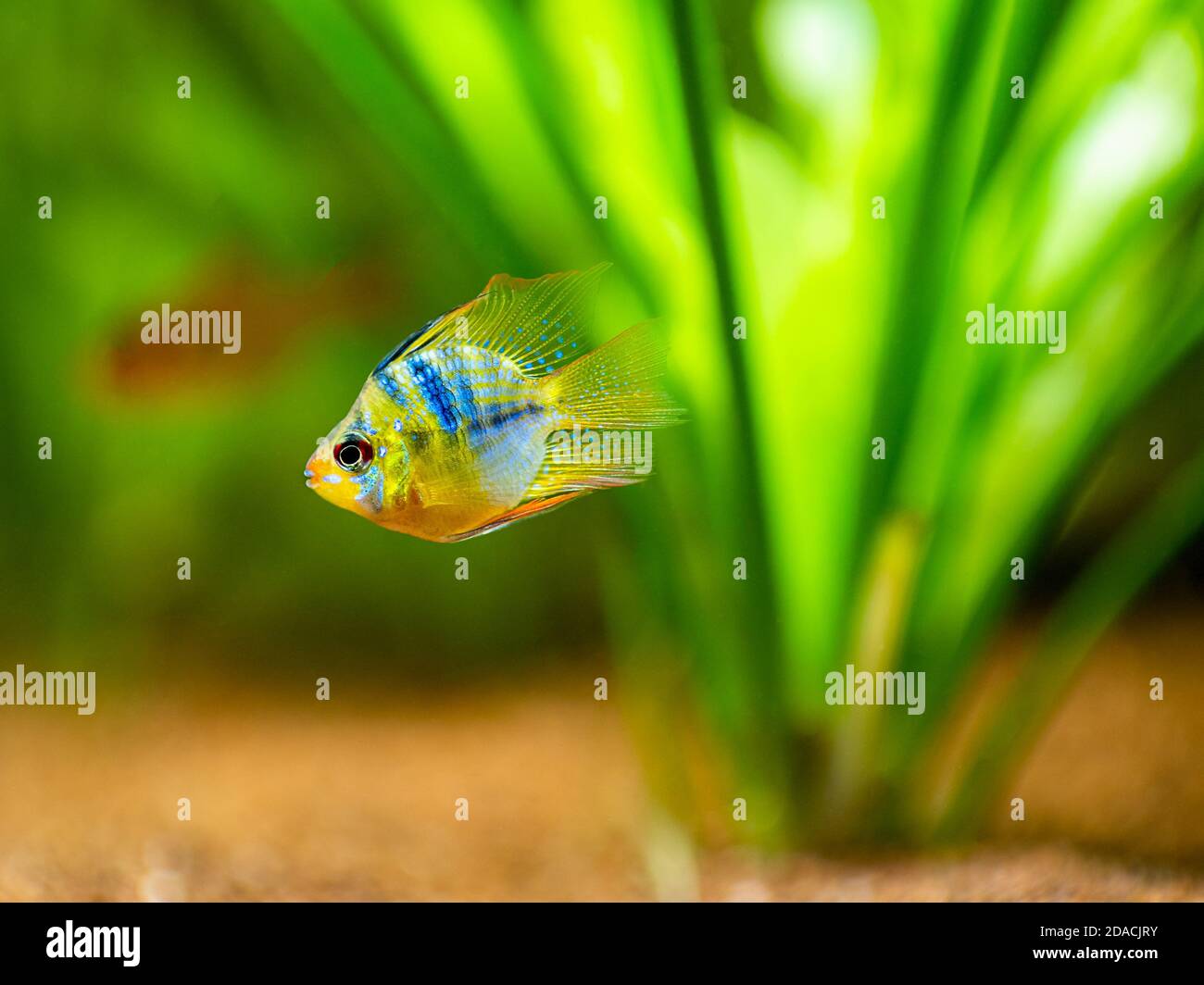 Blue Balloon RAM (Microgeophagus ramirezi) isolato in un serbatoio di pesce con sfondo sfocato Foto Stock