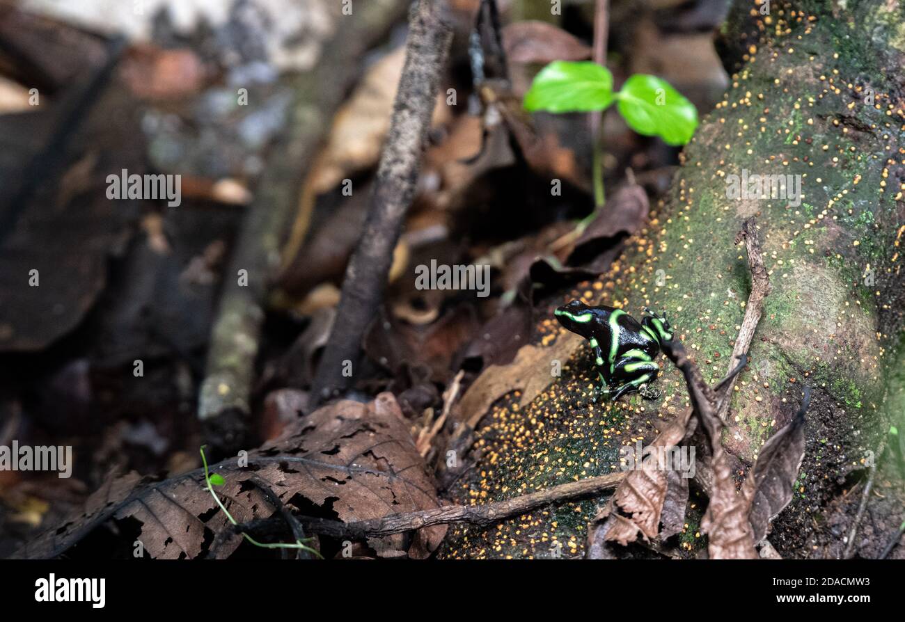 Dendrobates auratus Selvaggio avvelenoso verde e nero freccia di dardo di veleno Rana nel carara National Park Costa Rica seduta su radice ad albero Foto Stock