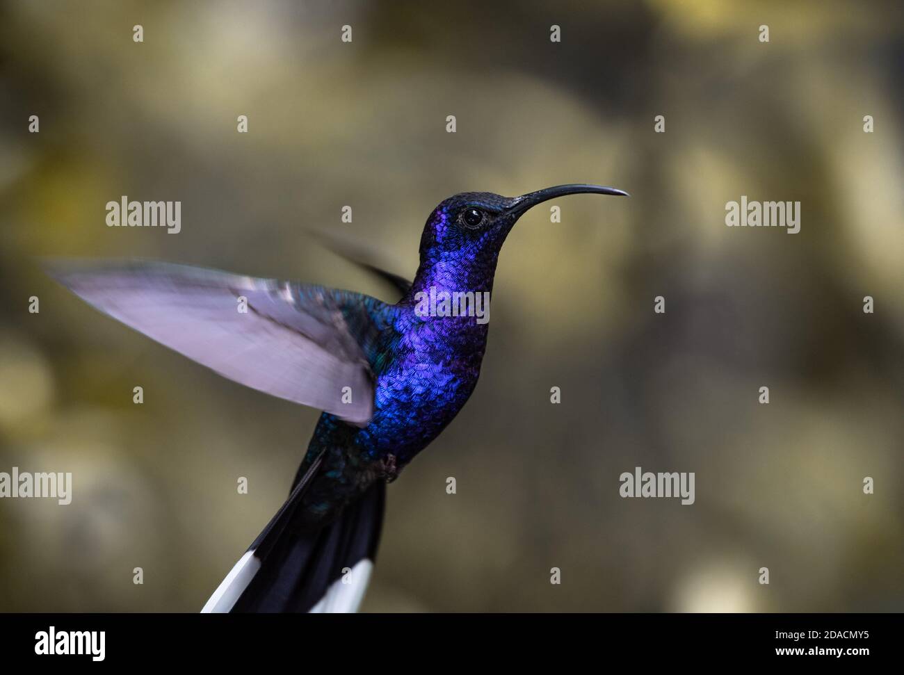 Hummingbird hovering, bellissimo sabrewing viola volante, Campylopterus hemileuurus, nitido e colorato primo piano ritratto di uccello selvaggio nella foresta pluviale Foto Stock