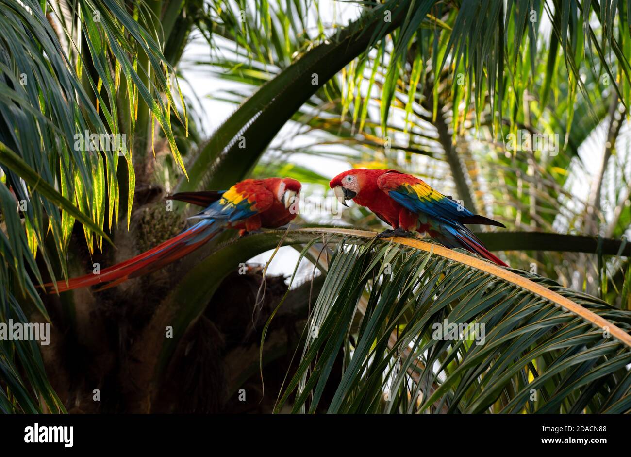Macaw Pair, Scarlet Macaw, Ara macao Love, animali monogami, due Bird Wild Red Yellow Blue colorato due adorabili e bei Parrots in Costa Foto Stock