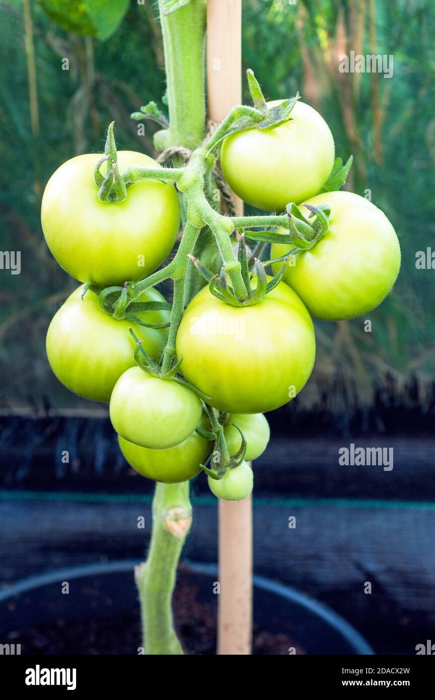 Capriate di Solanum verde lycopersicum Money Maker pomodori crescere in Grande pentola con sostegno di canna in serra in estate A. verdure o frutta culinarie Foto Stock