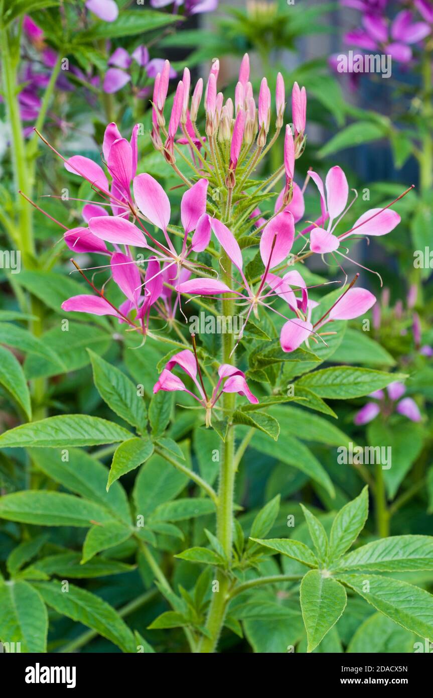 Cleome hassleriana o Cleome spinosa di giardini Spider impianto. Una chiusura annuale di un impianto che è migliore in pieno sole ed è la metà di hardy frost gara Foto Stock