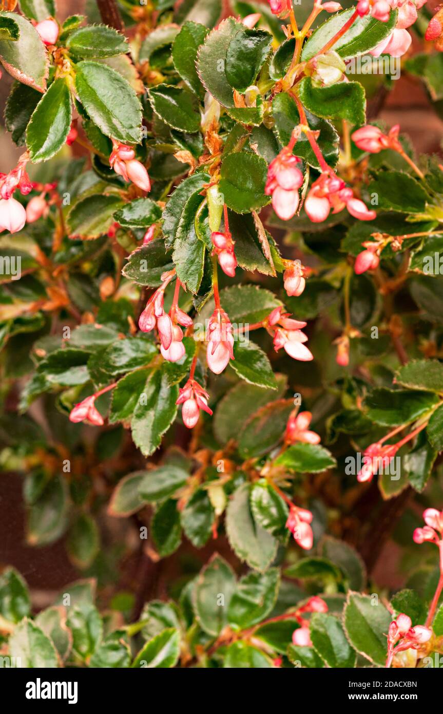 Begonia fuchsioides anche chiamato Fuchsia Begonia sono un estate fiorire Begonia con piccoli fiori rosa. Meglio cresciuto all'interno a 15-20oC . Foto Stock