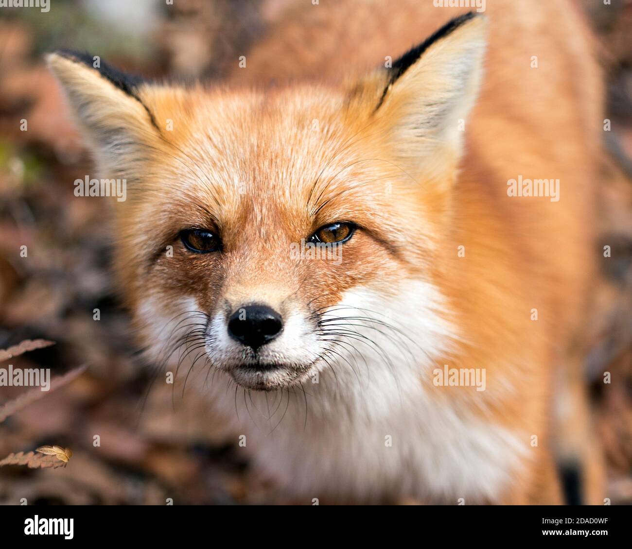 Red Fox testa primo piano con uno sfondo sfocato nel suo ambiente e habitat, mostrando pelliccia di volpe. Colpo di testa di Fox. Foto Stock