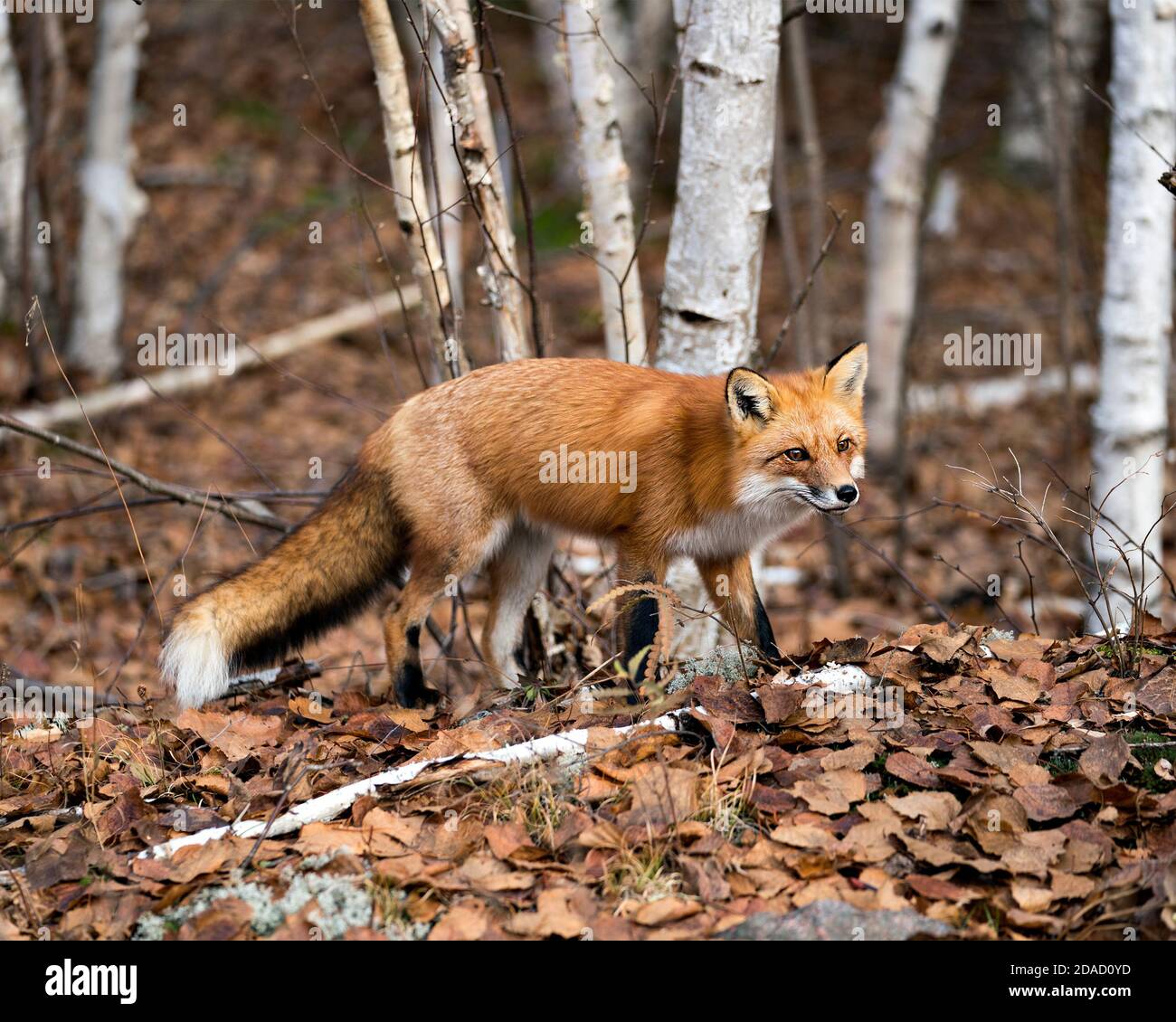 Volpe rossa nella foresta che invecchia con sfondo foresta di alberi di betulla nel suo ambiente e habitat, mostrando coda di volpe, pelliccia di volpe. Foto Stock