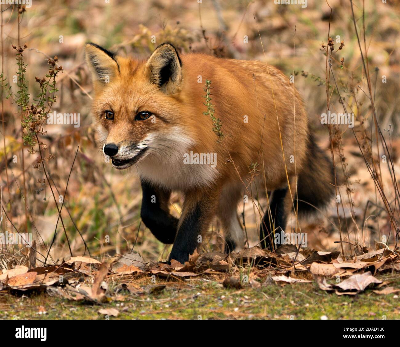 Vista del profilo in primo piano di Red Fox con sfondo sfocato con foglie marroni autunnali nel suo ambiente e habitat, che mostra pelliccia di volpe. Immagine FOX. Foto FOX. Foto Stock
