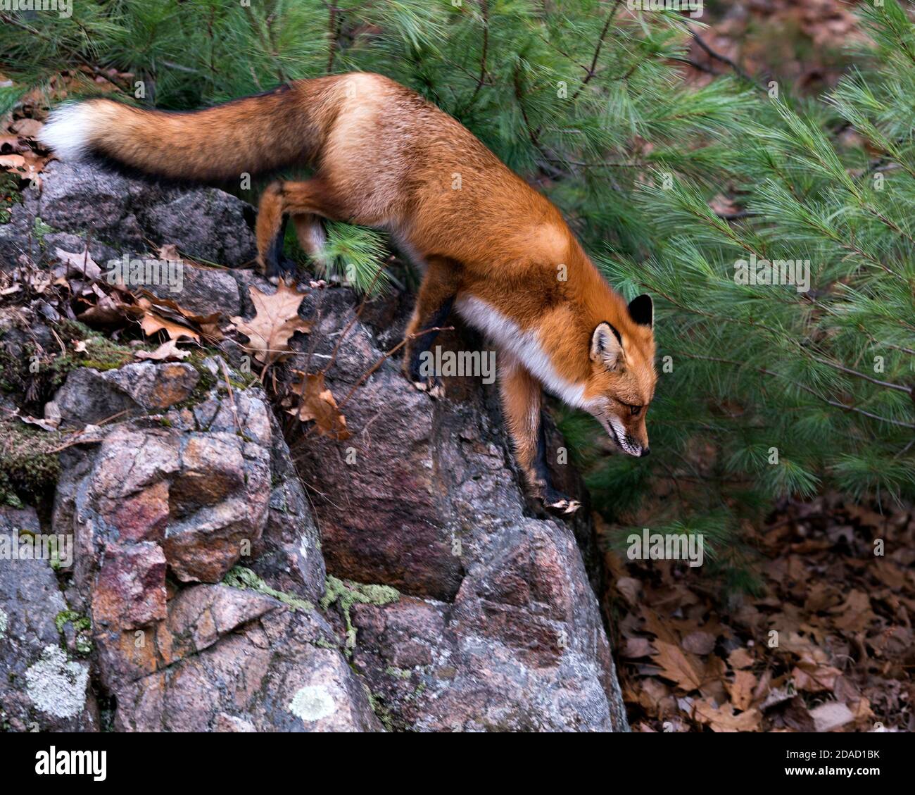 Vista del profilo in primo piano della volpe rossa che scende da una roccia mussa con uno sfondo di pino nel suo ambiente che mostra la coda di volpe, coda boscata. Immagine FOX. Foto Stock