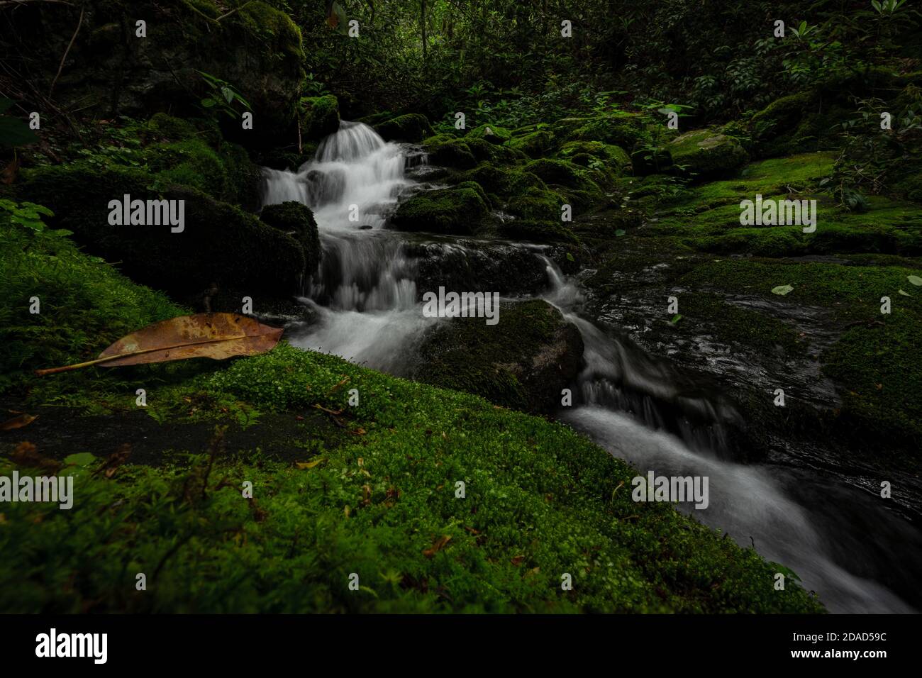 L'ultima foglia a sinistra da caduta sotto il torrente in movimento Foto Stock