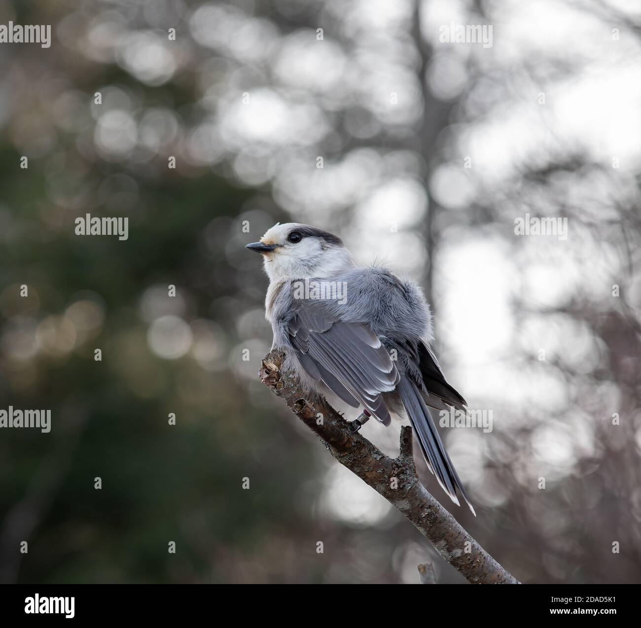 Canada Grey Jay con piume semipume inverno nel mese di novembre Foto Stock