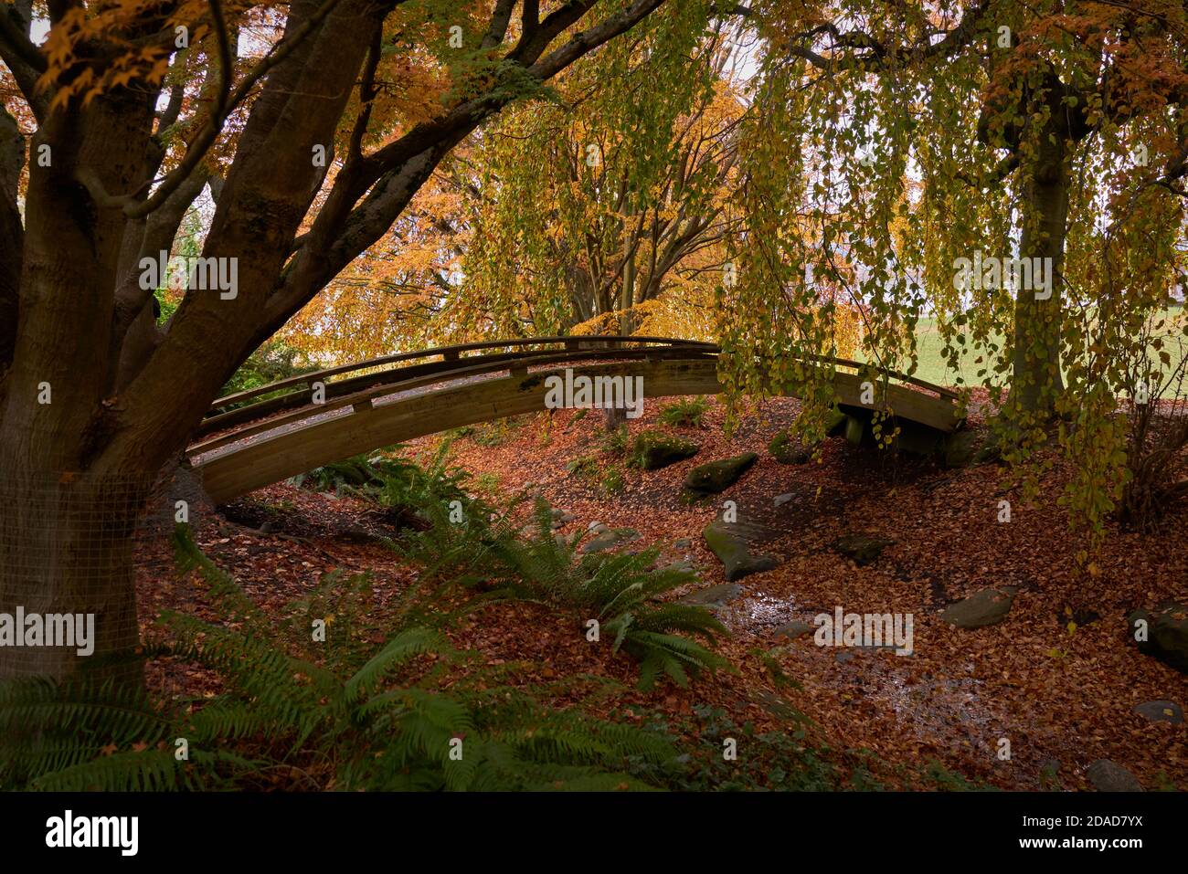 Vanier Park foglie d'autunno. Un ponte ad arco su uno dei sentieri di Vanier Park, Vancouver. Foto Stock